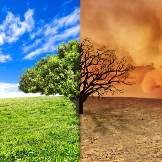 Helps wildlife adapt to climate change