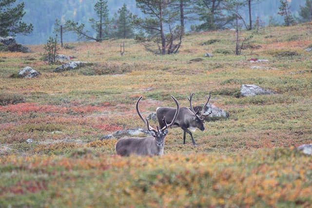 The Importance of Trees in Biodiversity - Forrest Synergi