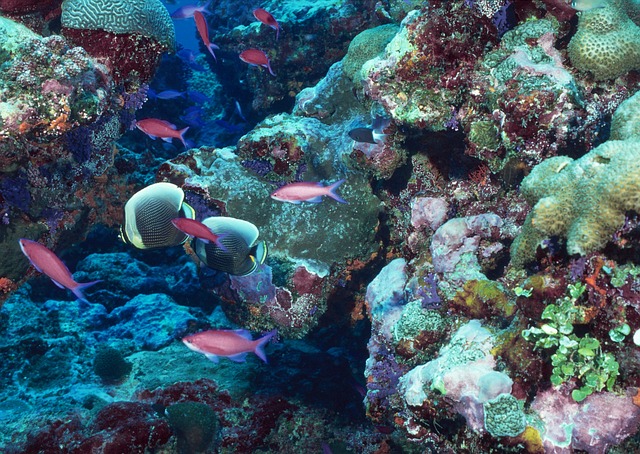 Planting trees in Queensland Australia to save the great barrier Reef