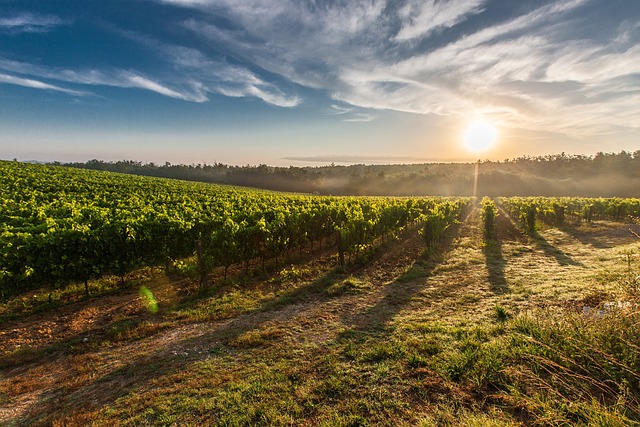 New Plantation Forestry Method to boost carbon returns for plantation forestry projects in Tasmania