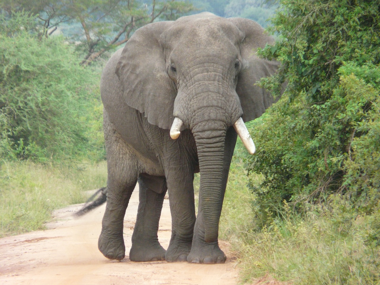 Why conservation of forest and wildlife is important