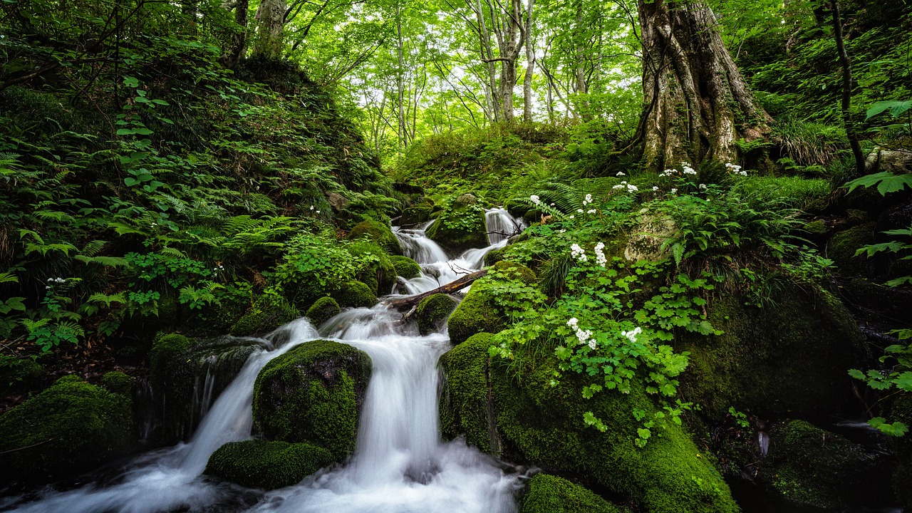 Why Conserving Forest Biodiversity is Important