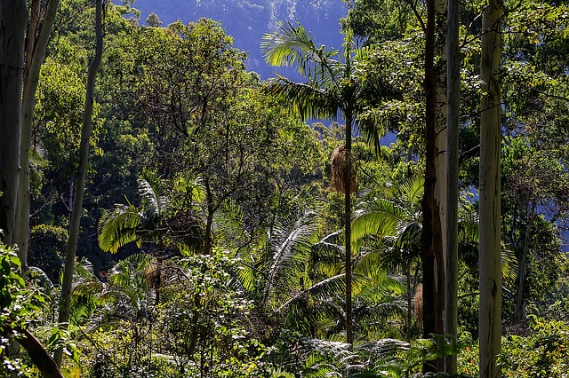 Australia Deforestation Rates & Statistics Australia Deforestation Rates & Statistics