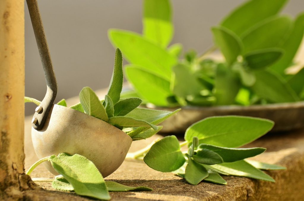 Why conservation of forest and wildlife is important